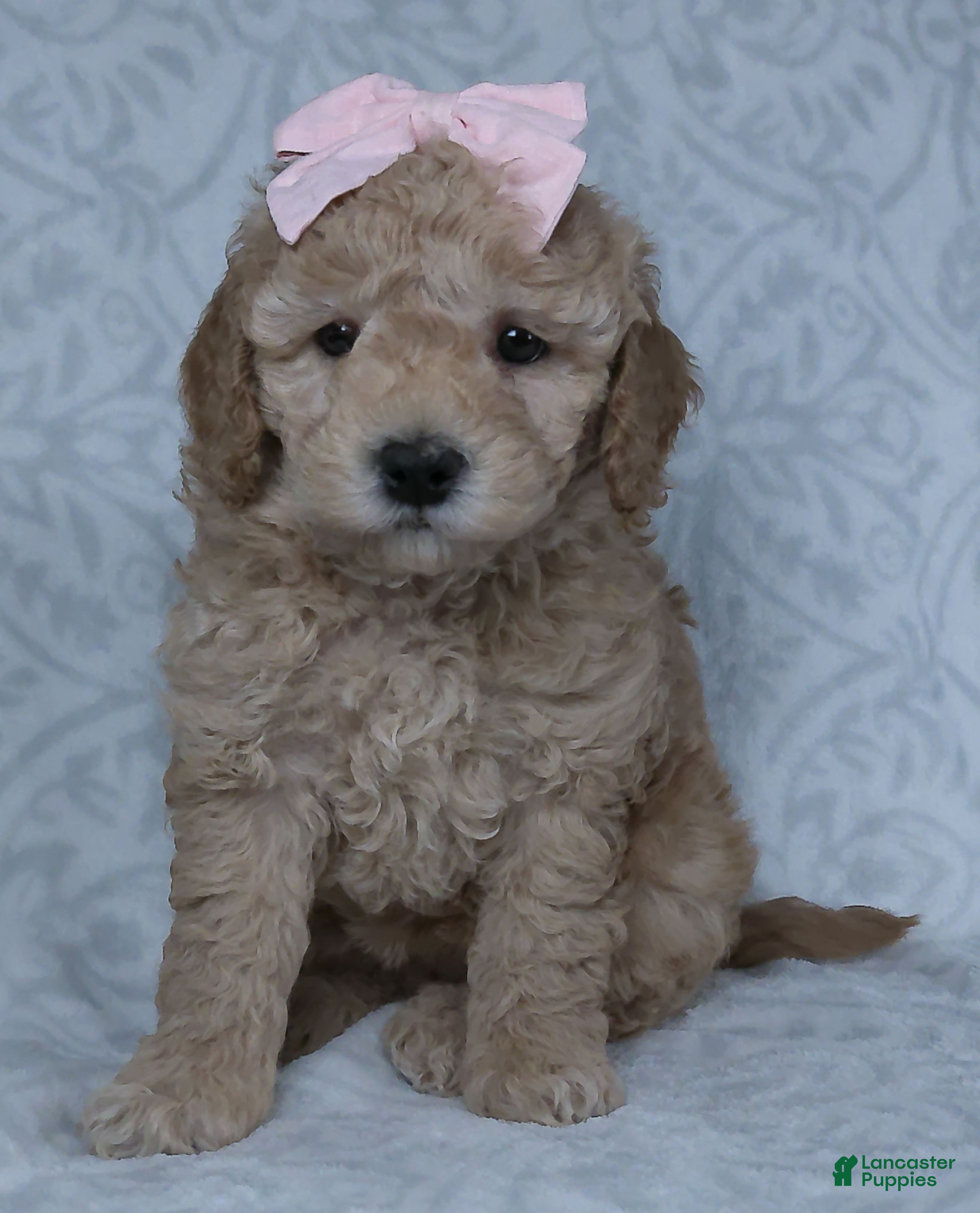 Mini Goldendoodle dogs Kiki - Ad 1
