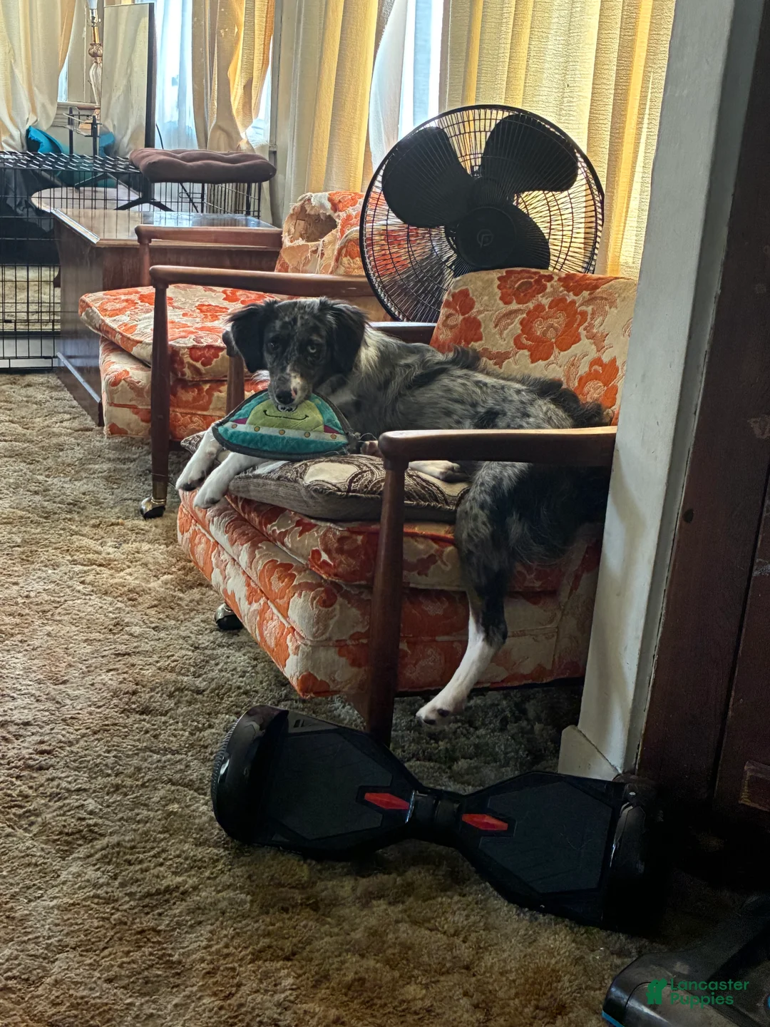 Mixed Breed dogs for sale: Oakley - Ad 4