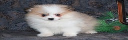 Pomeranian dogs for sale: Parker - Ad 5