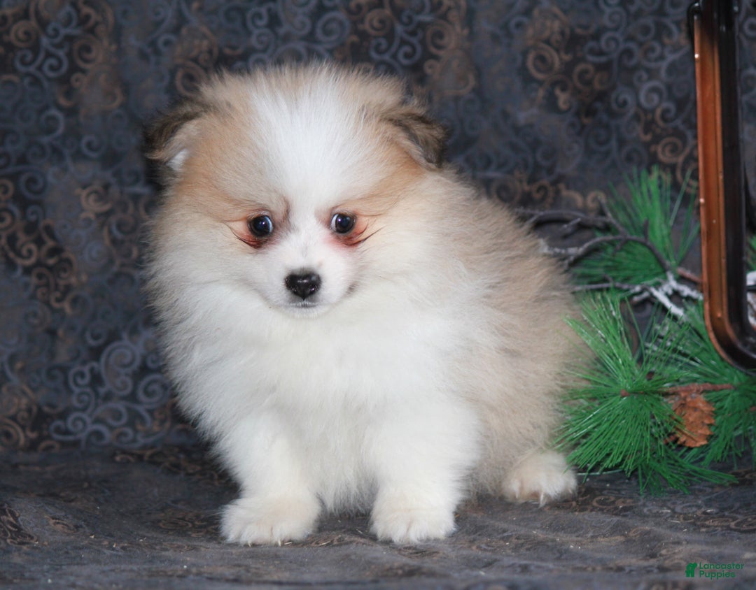 Pomeranian dogs for sale: Parker - Ad 5