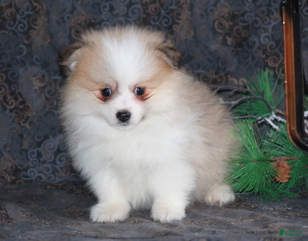 Pomeranian dogs for sale: Parker - Ad 5