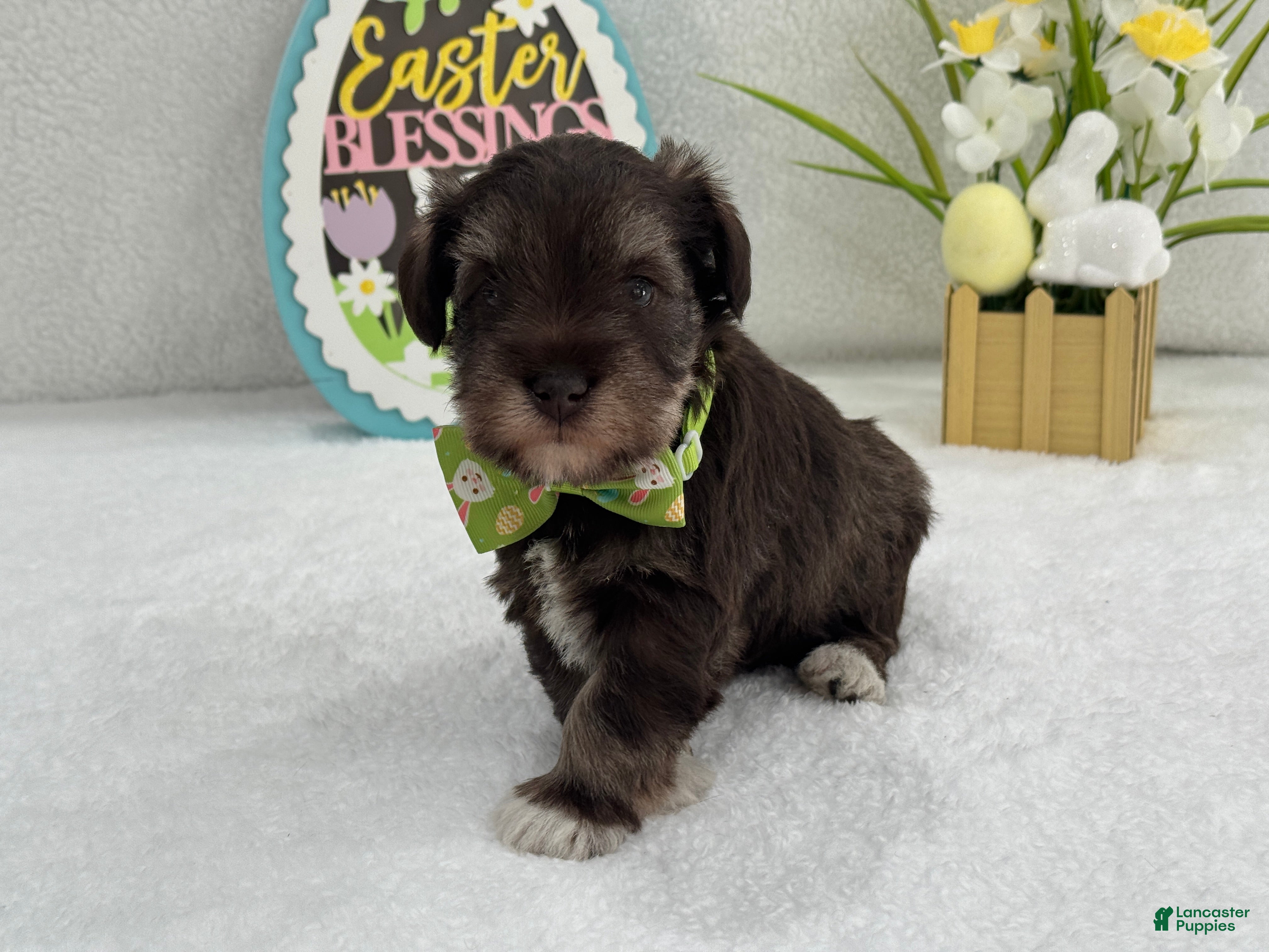 Miniature Schnauzer dogs Dolly Male 1 AKC Liver & Tan - Ad 19