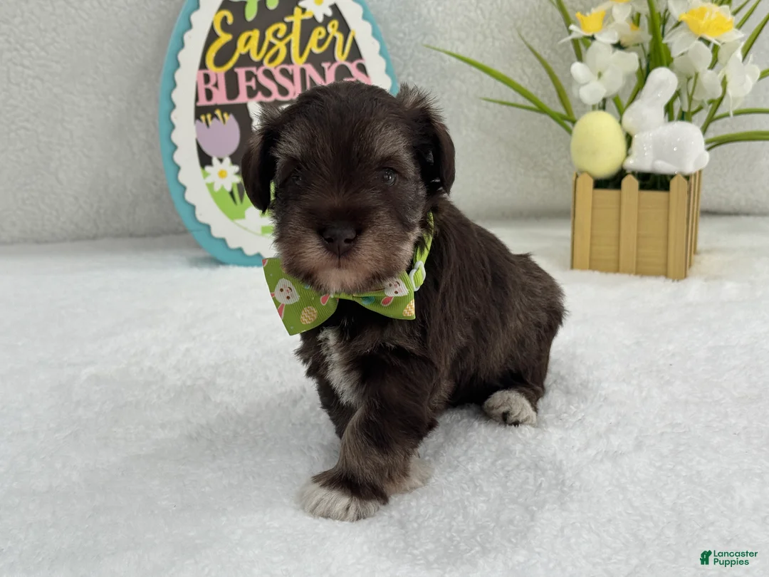 Miniature Schnauzer dogs for sale: Dolly Male 1 AKC Liver & Tan - Ad 1