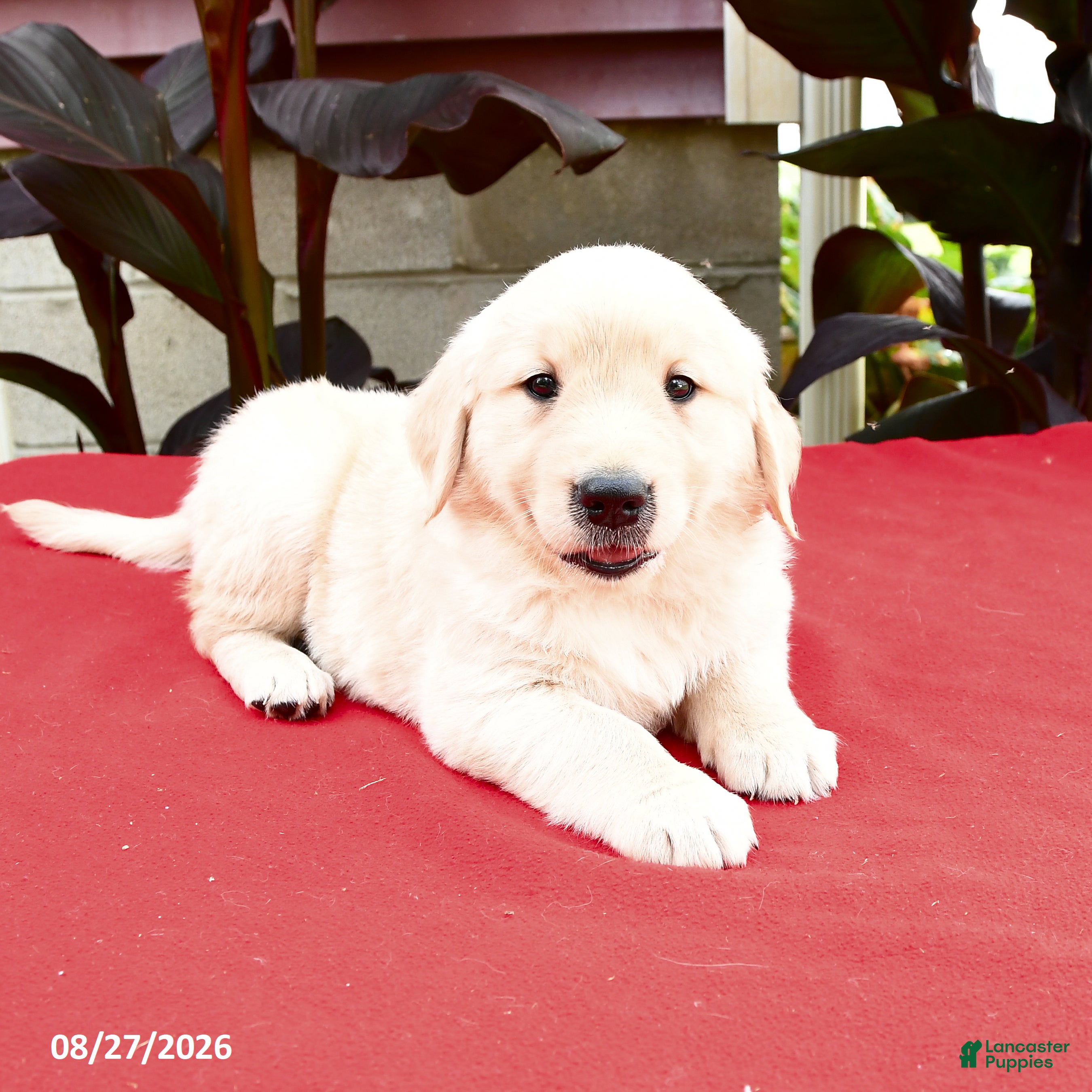 Golden Retriever dogs Cleveland - Ad 2