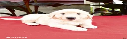 Golden Retriever dogs for sale: Cleveland - Ad 2