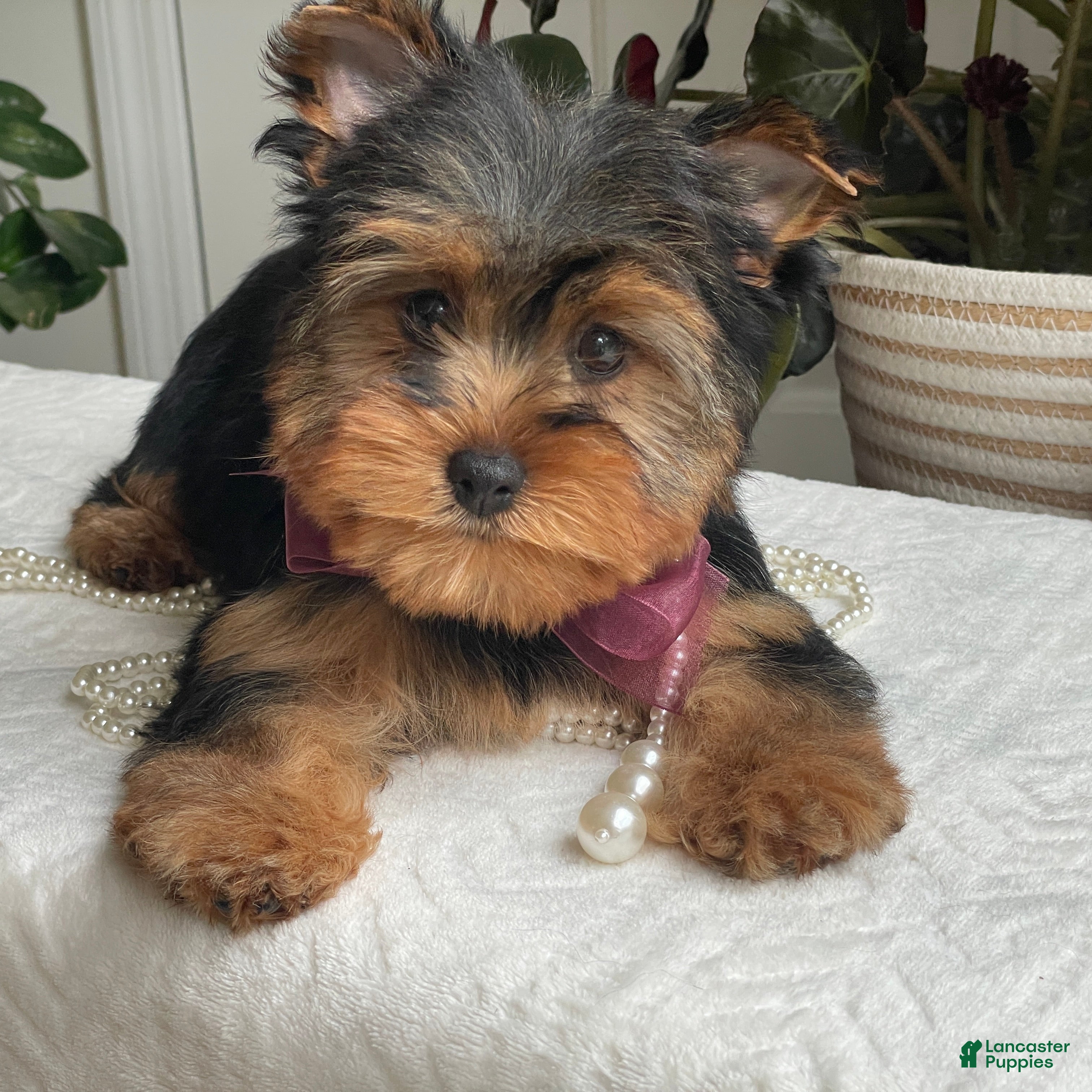 Yorkshire Terrier dogs Flo - Ad 2