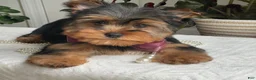 Yorkshire Terrier dogs for sale: Flo - Ad 2