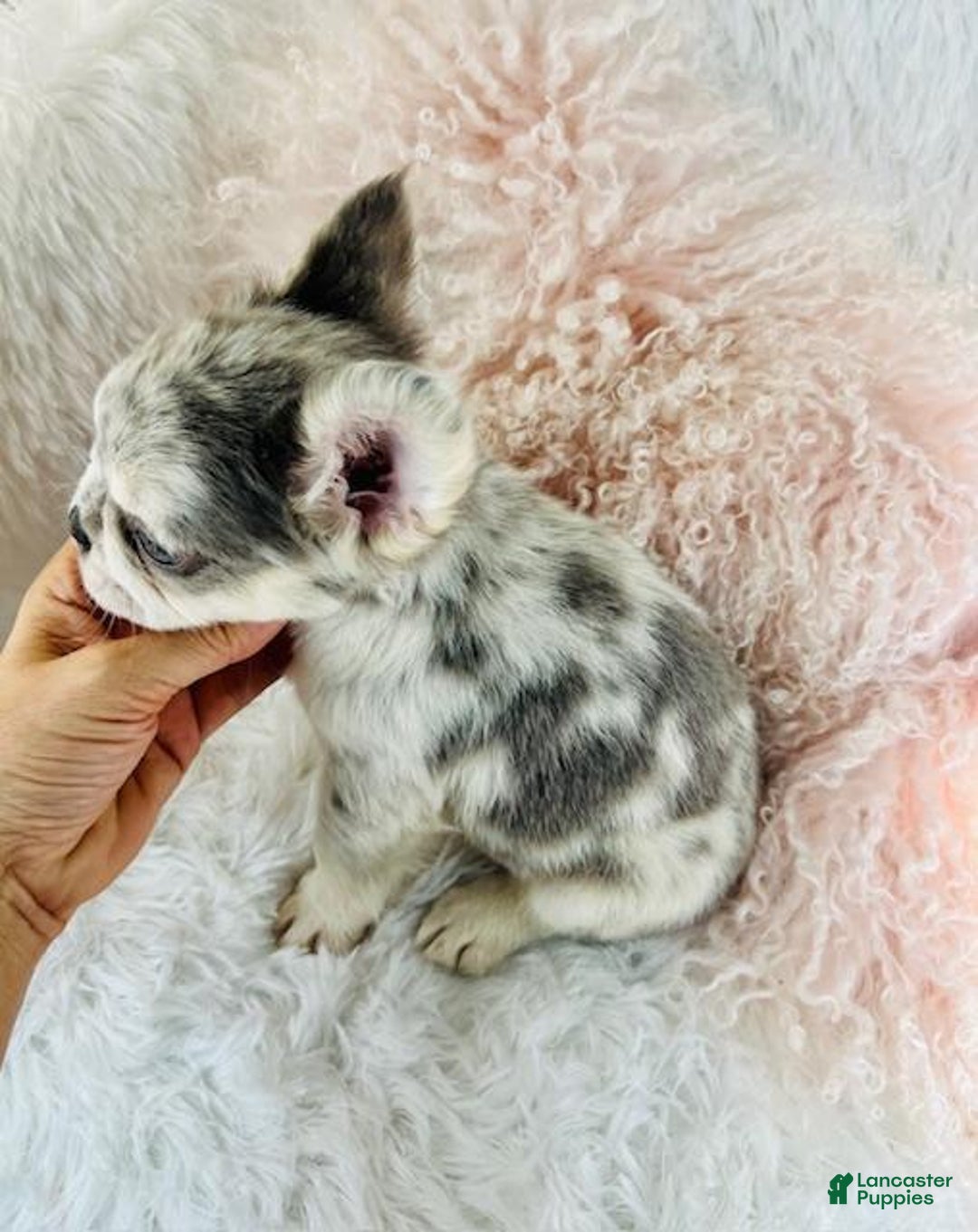 French Bulldog dogs for sale: French Bulldog Puppy 2 - Ad 2