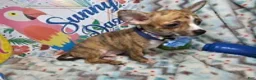 Chihuahua dogs for sale: Emmanuell [Brindle] - Ad 4
