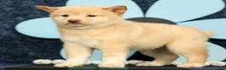 Shiba Inu dogs for sale: Krissy - Ad 3