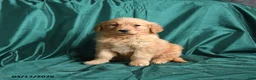 Golden Retriever dogs for sale: Sugar - Ad 3