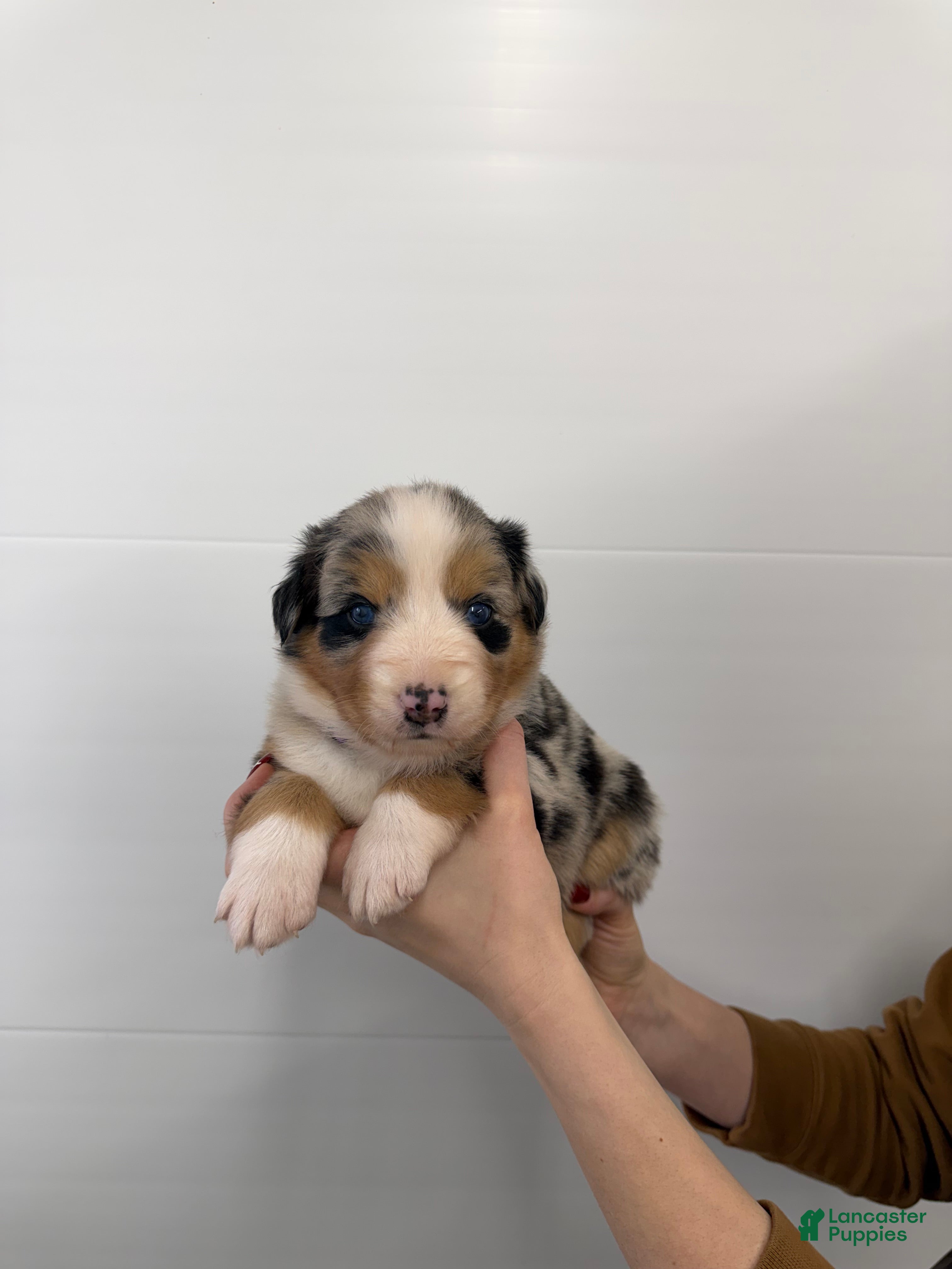 Australian Shepherd dogs for sale: Roxie - Ad 1