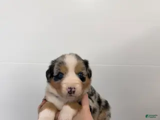 Australian Shepherd dogs for sale: Roxie - Ad 1