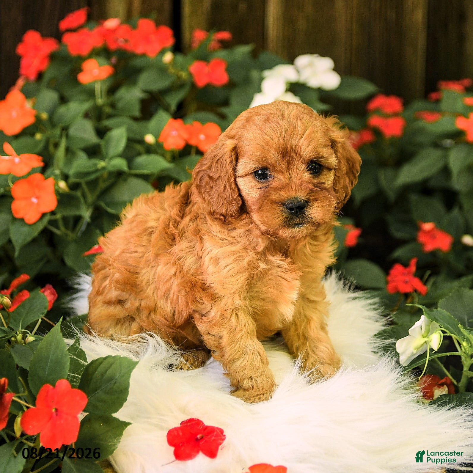 Cavapoo dogs Betsy - Ad 1
