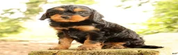 Cavapoo dogs for sale: Sasha - Ad 4
