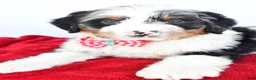 Mini Bernedoodle dogs for sale: Liam - Ad 4
