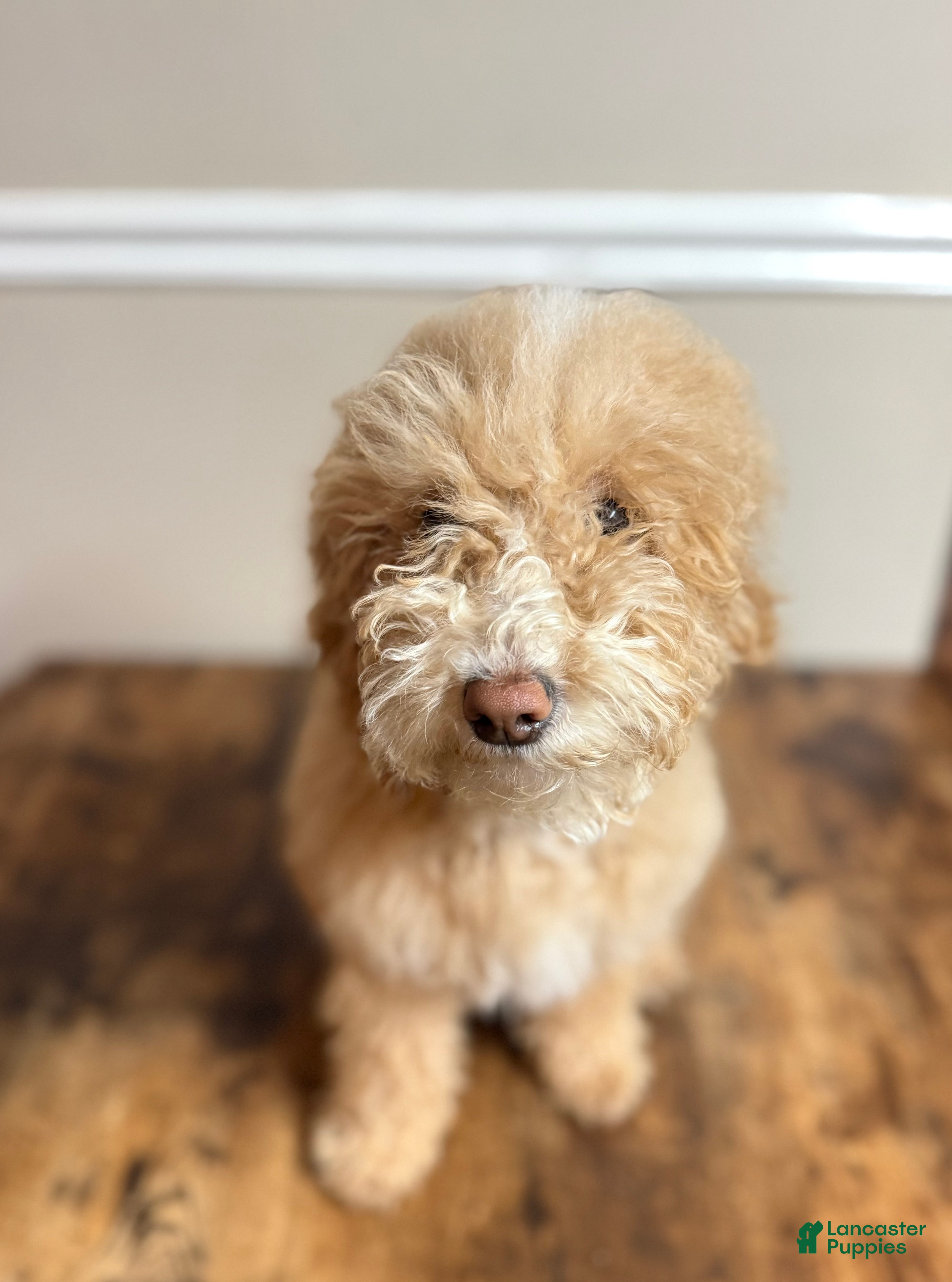 Mixed Breed dogs Mixed Breed Puppy 1 - Ad 9