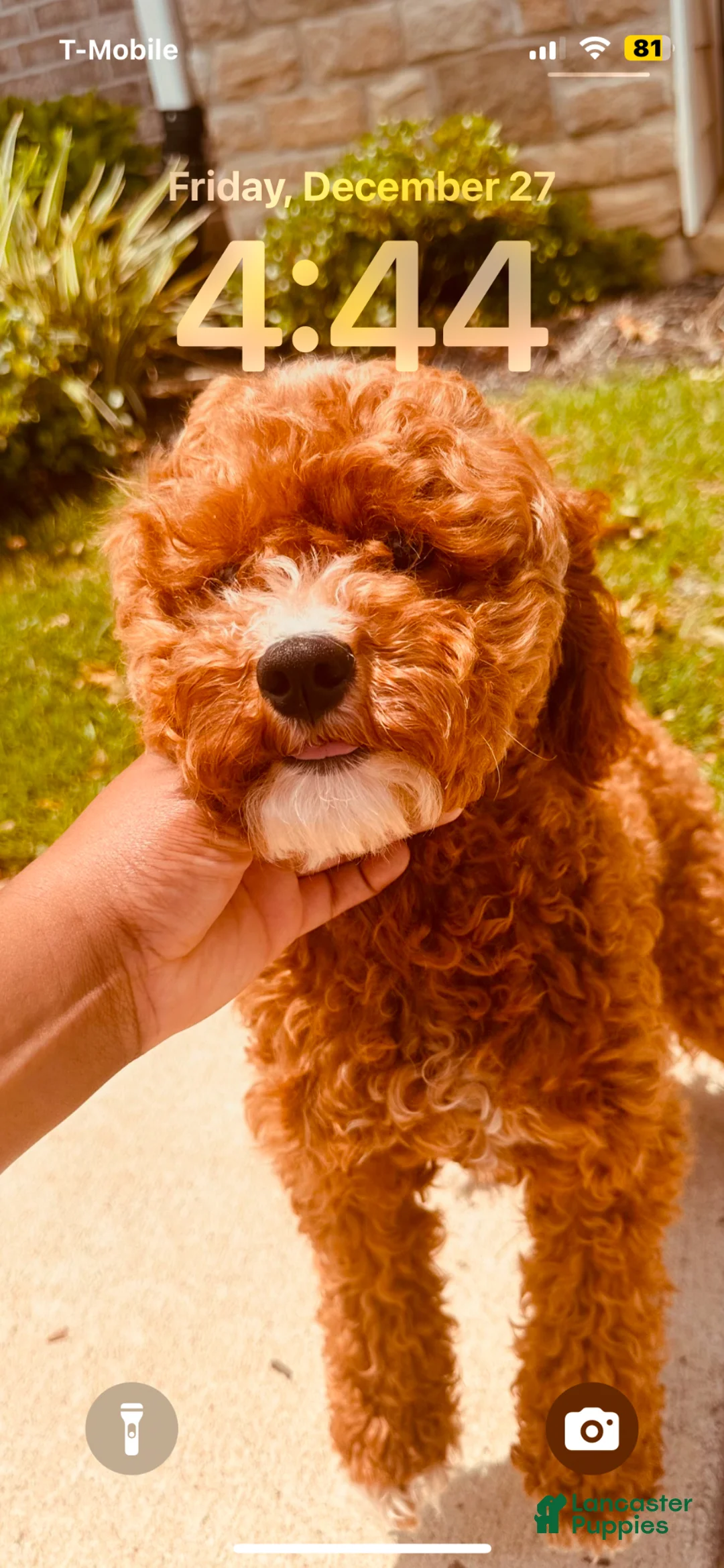 Cavapoo dogs for sale: Cavapoo Puppy 4 - Ad 2