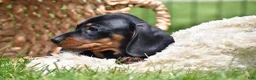 Miniature Dachshund dogs for sale: Slinky - Ad 12