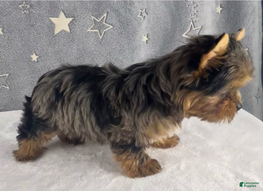 Yorkshire Terrier dogs for sale: Pixie - Ad 7