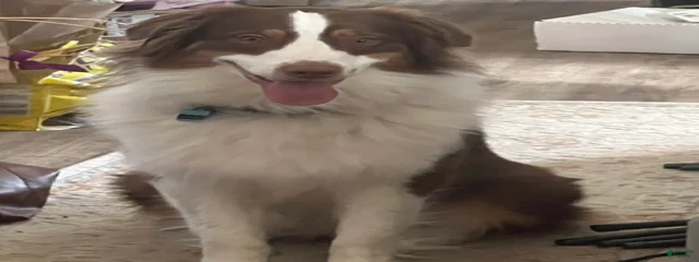 Archie 