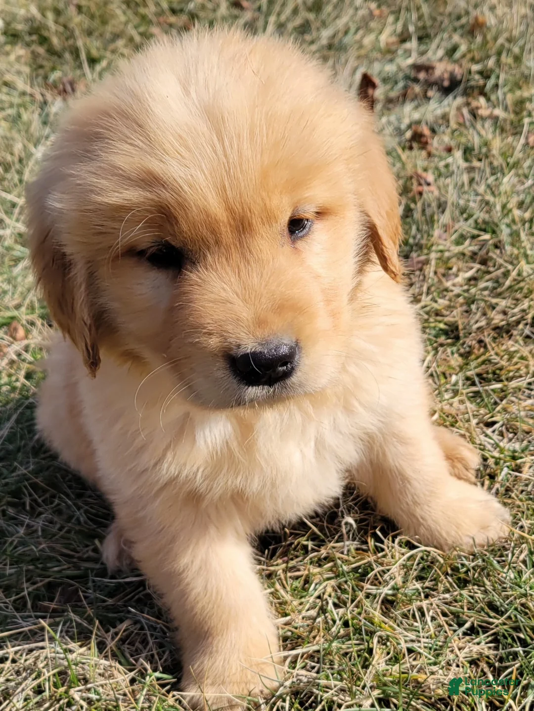 Golden Retriever dogs for sale: Daisy  - Ad 1