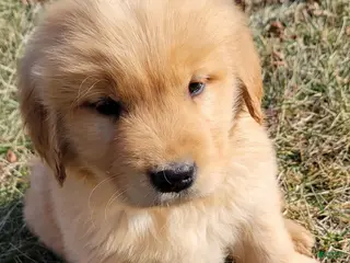 Golden Retriever dogs for sale: Daisy - Ad 2
