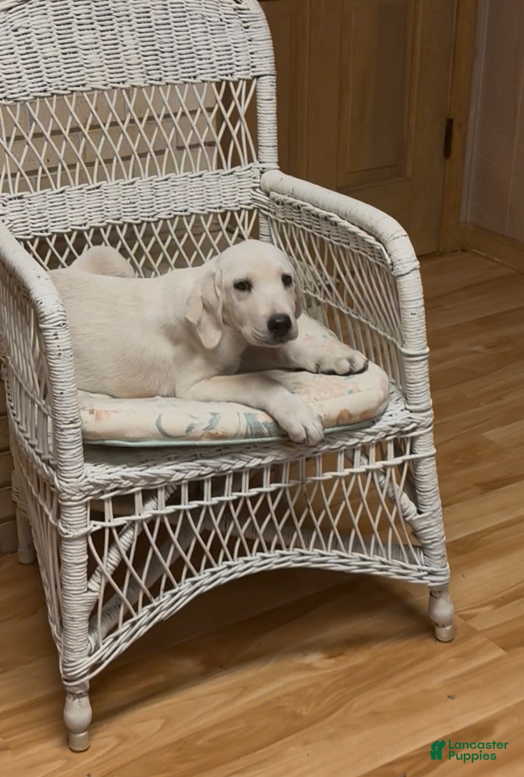 Labrador Retriever dogs for sale: Labrador Retriever Jackie - Ad 46