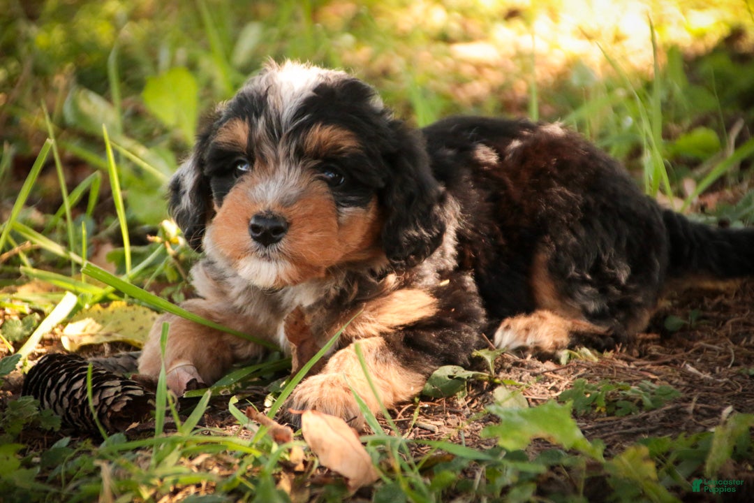 Mini Bernedoodle dogs Maple F1 Mini Bernedoodle  - Ad 1