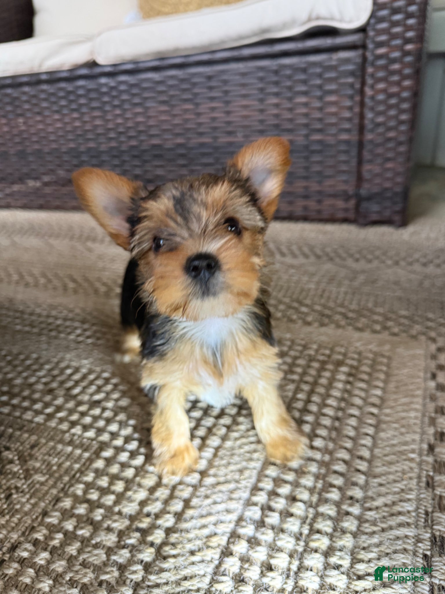 Yorkshire Terrier dogs Yorkshire Terrier Puppy 1 - Ad 6