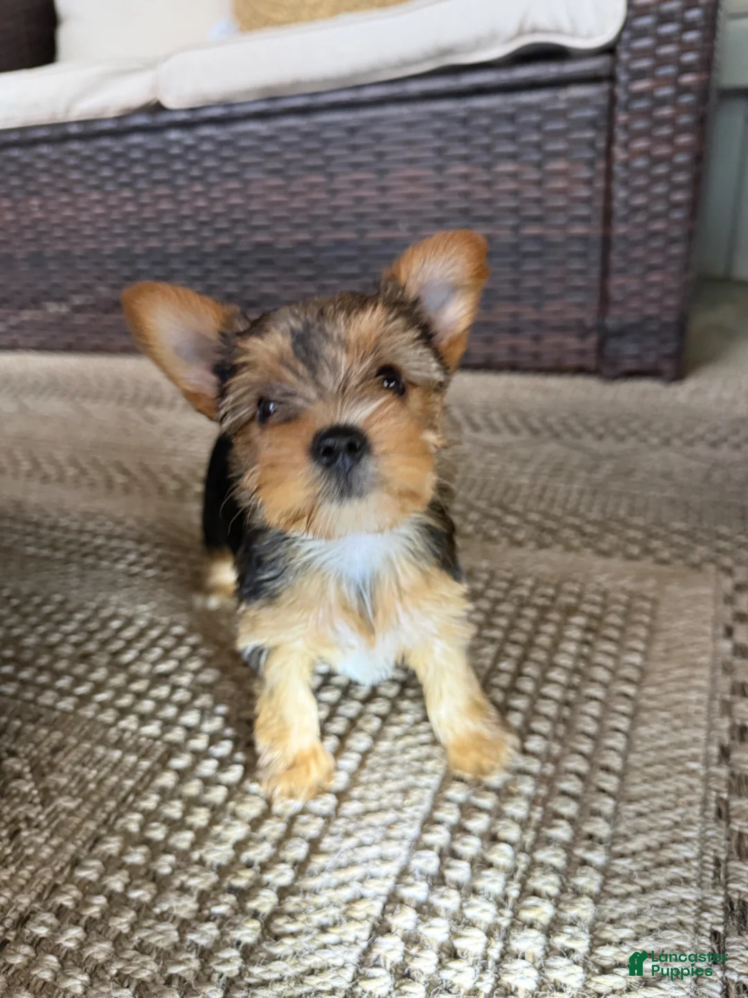 Yorkshire Terrier dogs for sale: Yorkshire Terrier Puppy 1 - Ad 1