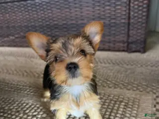 Yorkshire Terrier dogs Yorkshire Terrier Puppy 1 - Ad 6