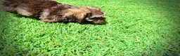 Havapoo dogs for sale: Frisco - Ad 23