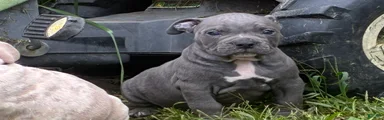 Olde English Bulldogge 8