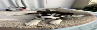 Maya