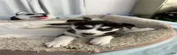 Siberian Husky dogs for sale: Maya - Ad 1