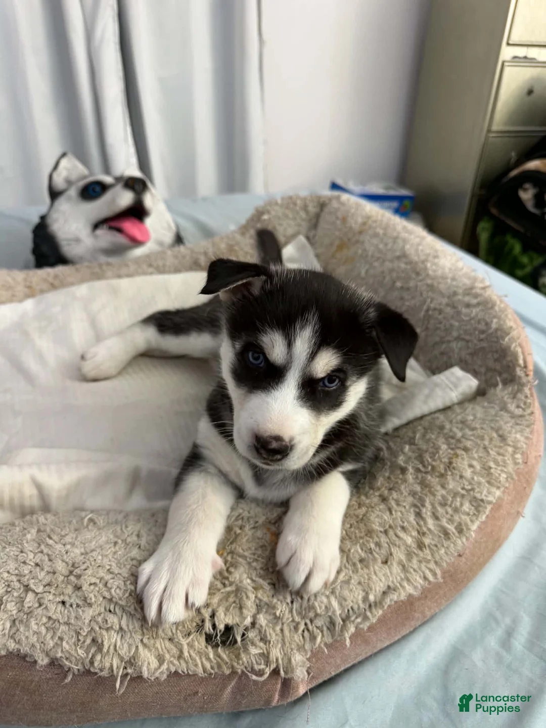 Siberian Husky dogs for sale: Maya - Ad 1