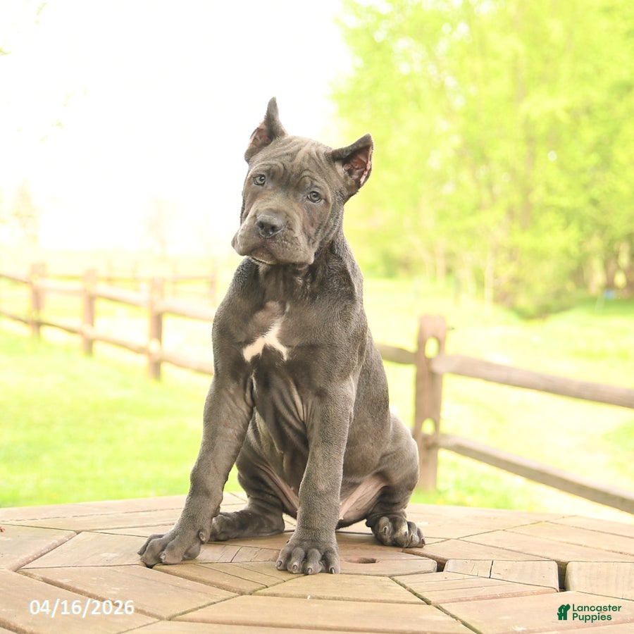 Cane Corso dogs Yancy - Ad 2