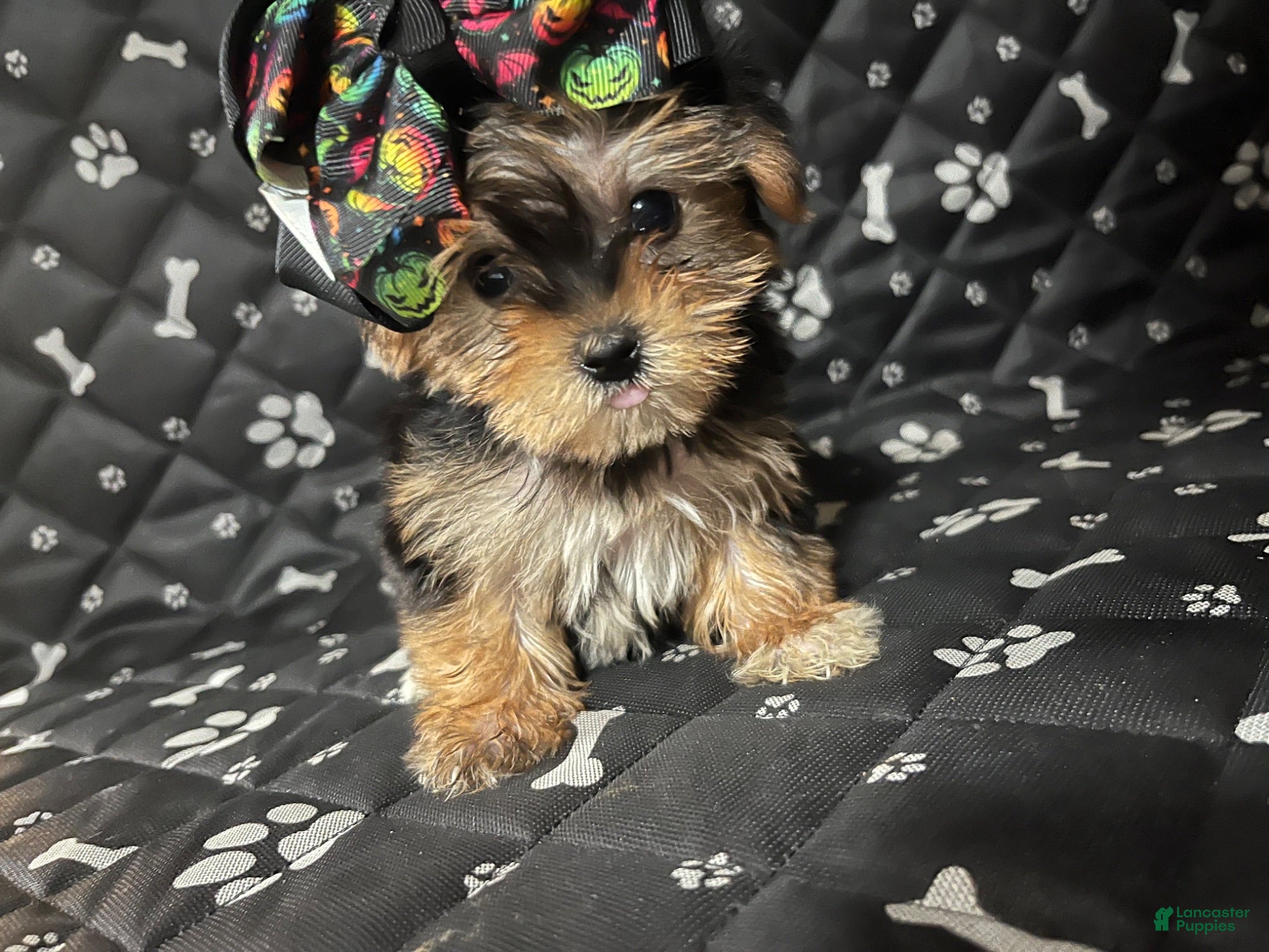 Yorkshire Terrier dogs Yorkshire Terrier 2 - Ad 6