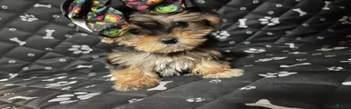 Yorkshire Terrier 2