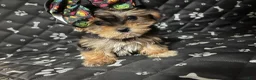 Yorkshire Terrier dogs for sale: Yorkshire Terrier 2 - Ad 1