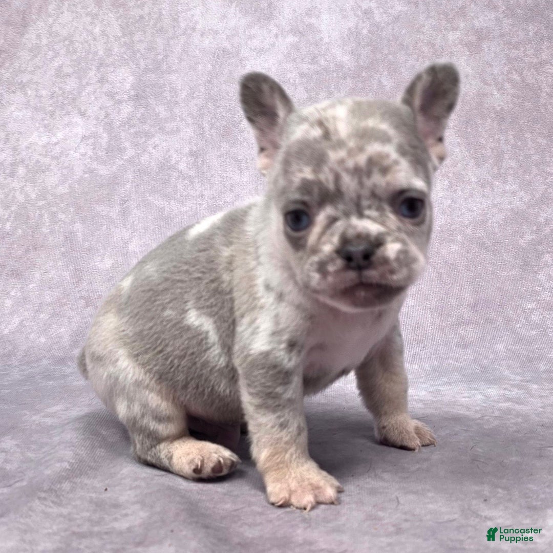 French Bulldog dogs for sale: Milo - Ad 5
