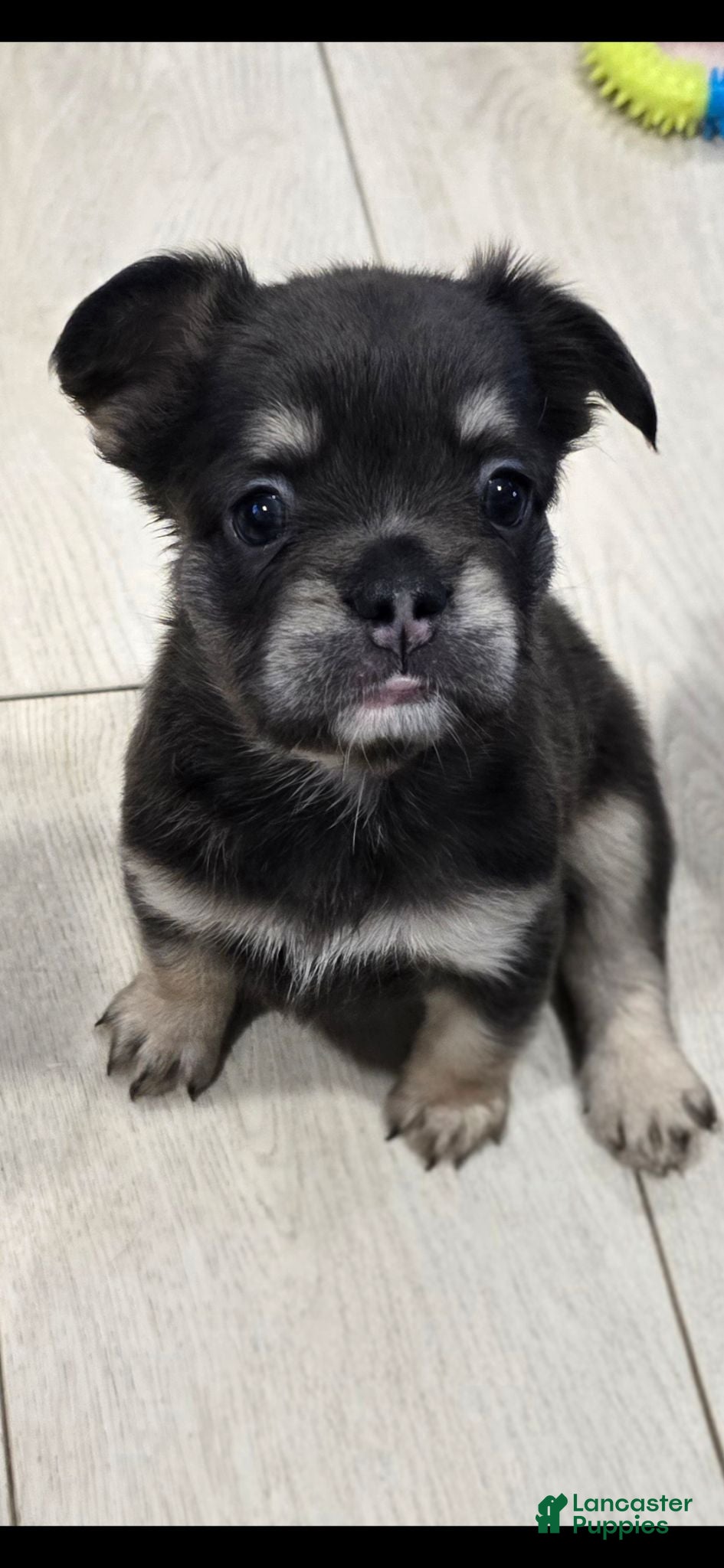 French Bulldog dogs Georgia - Ad 1