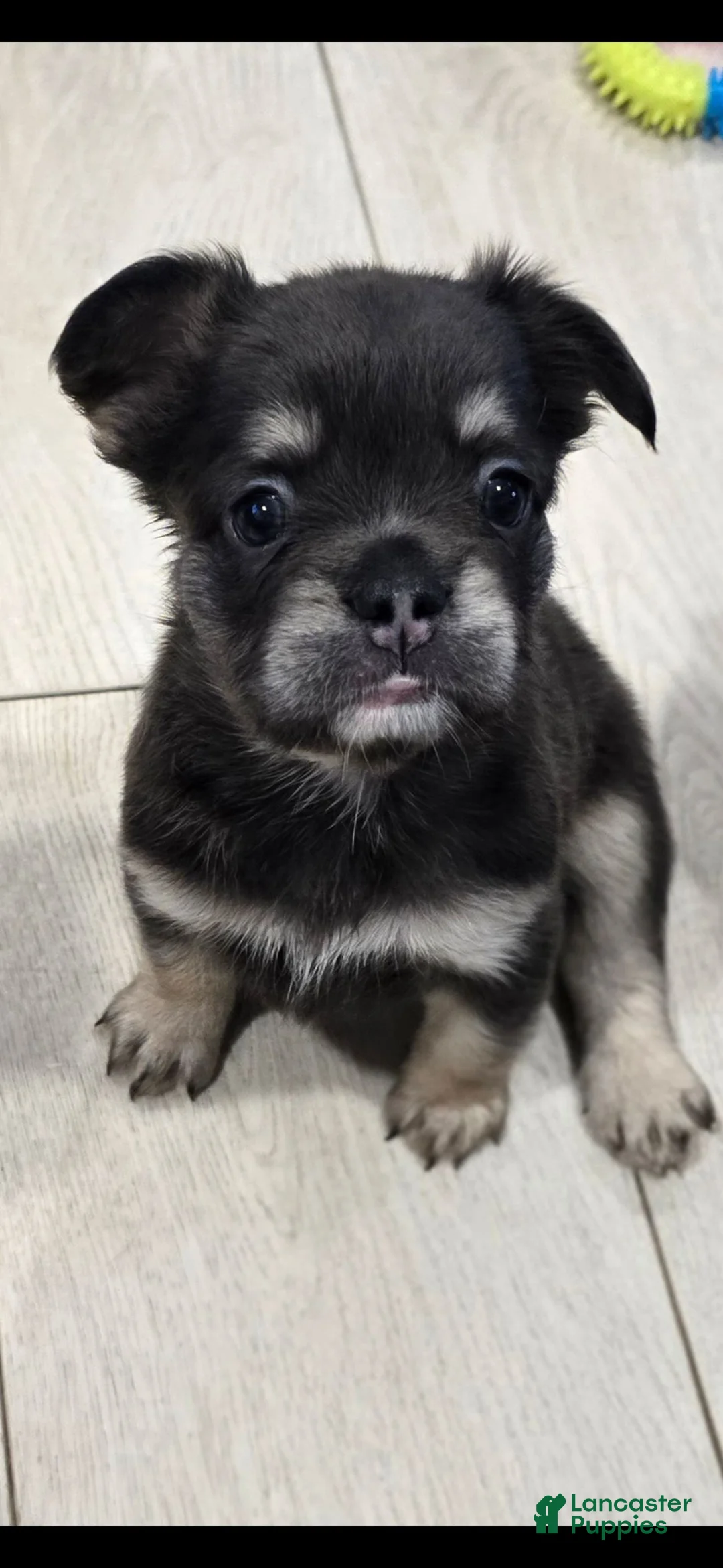 French Bulldog dogs for sale: Georgia - Ad 1
