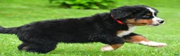 Bernese Mountain Dog dogs for sale: Nickle - Ad 11