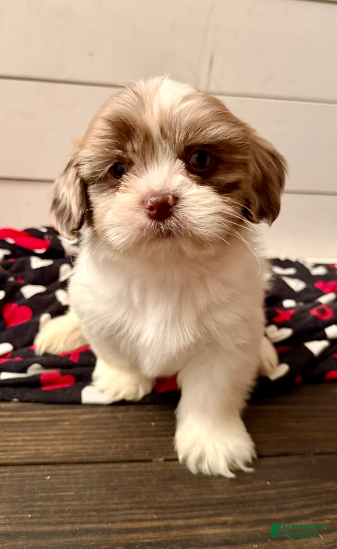 Shihpoo dogs for sale: Beau - Ad 1