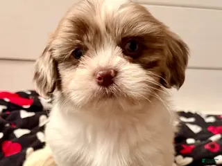 Shihpoo dogs Beau - Ad 14
