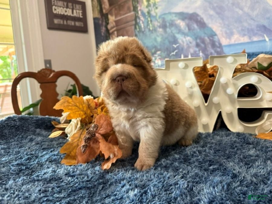 Shar Pei dogs Bear - Ad 1
