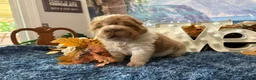 Shar Pei dogs for sale: Bear - Ad 1