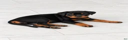 Rottweiler dogs for sale: Rottweiler 3 AKC - Ad 6